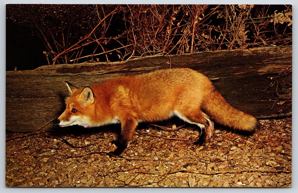 Animals~Color Photo Of American Red Fox Vulpes Fulva~Nature Press Vtg Postcard