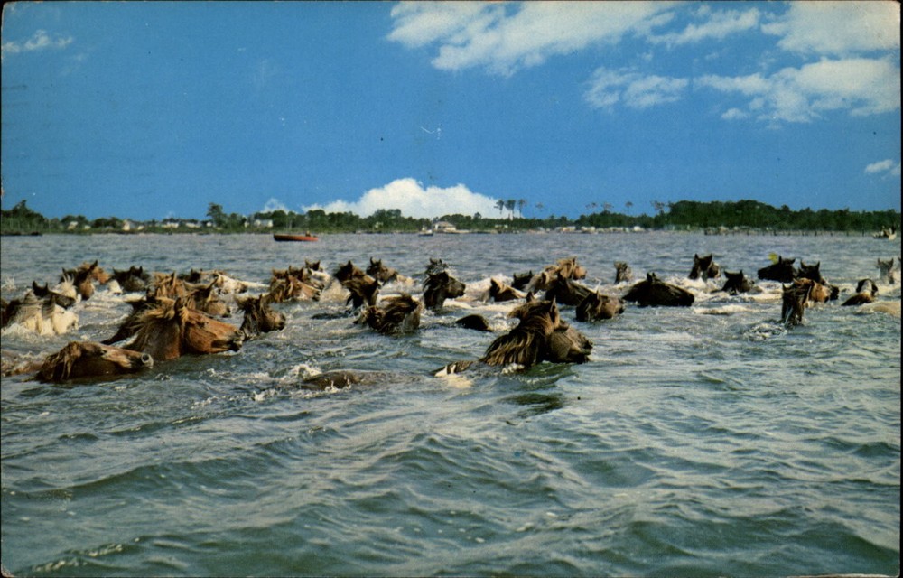 Wild Ponies Chincoteague Virginia vintage postcard m131
