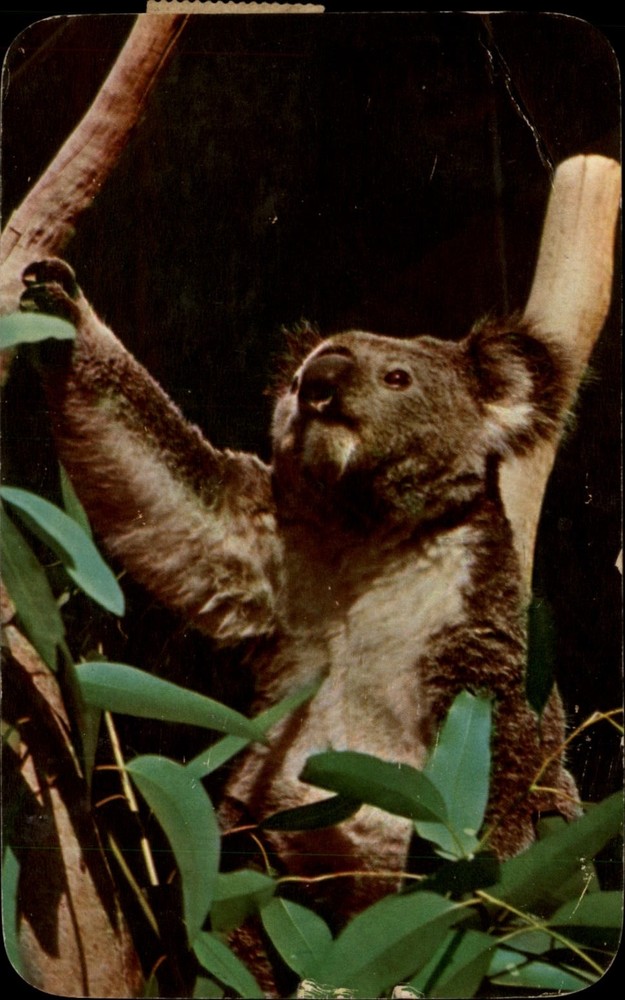 Koala Bear Sydney New South Wales Australia vintage postcard e123