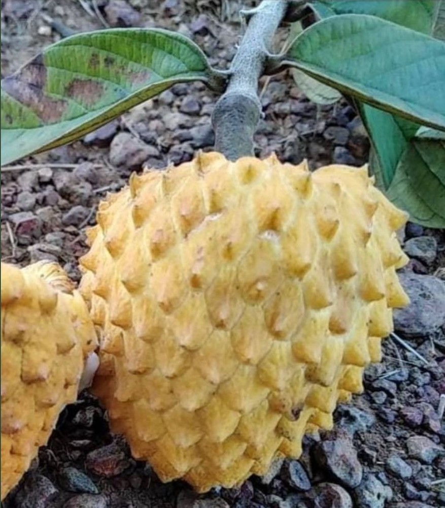Annona Tomentosa