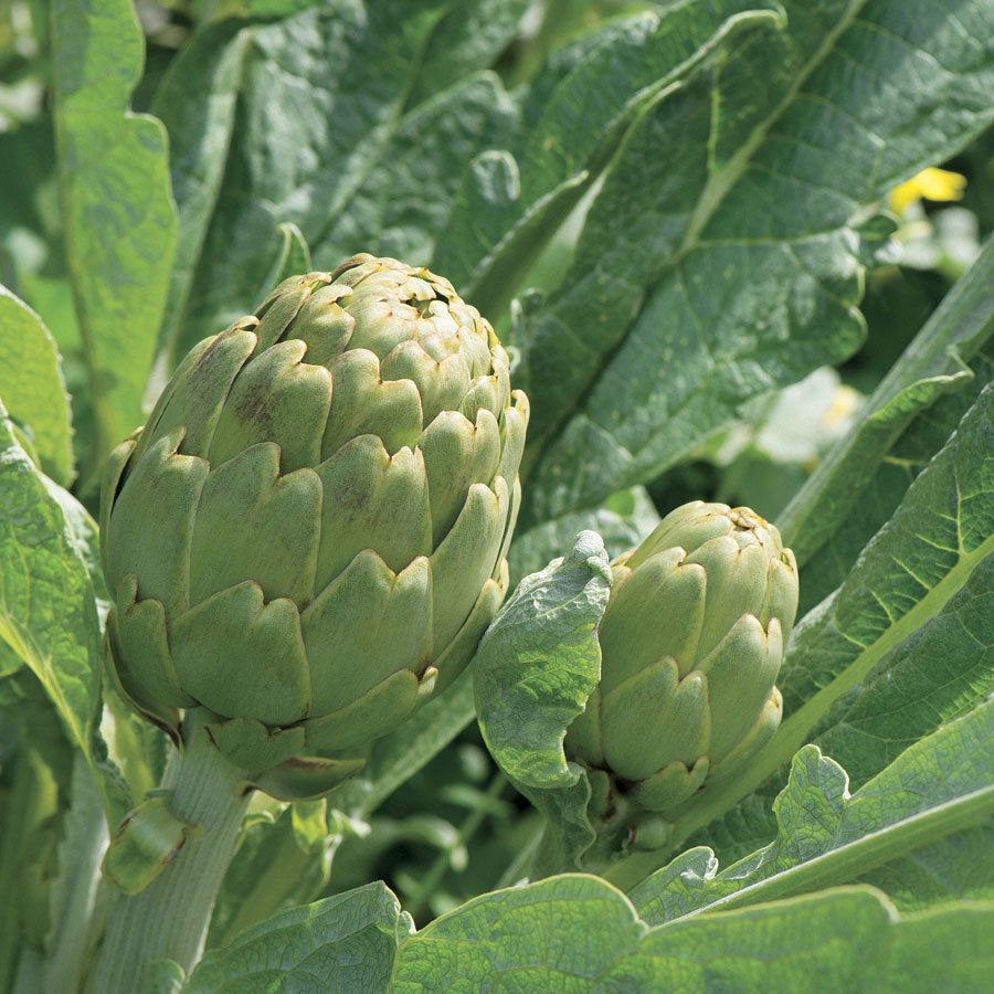 Green Globe Artichoke Seeds, Heirloom, NON-GMO, French Artichoke, FREE SHIPPING