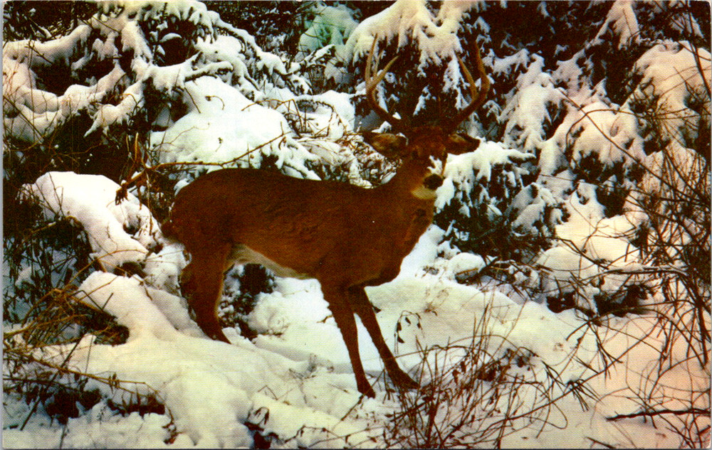 Vintage Postcard Deer In Winter Wonderland Snowy Forest Scene