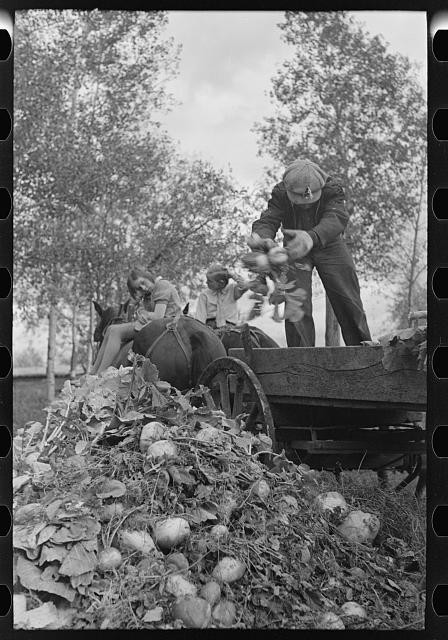 Photo:East Grand Forks Minnesota 1937 Beet Unloading Machine Worker