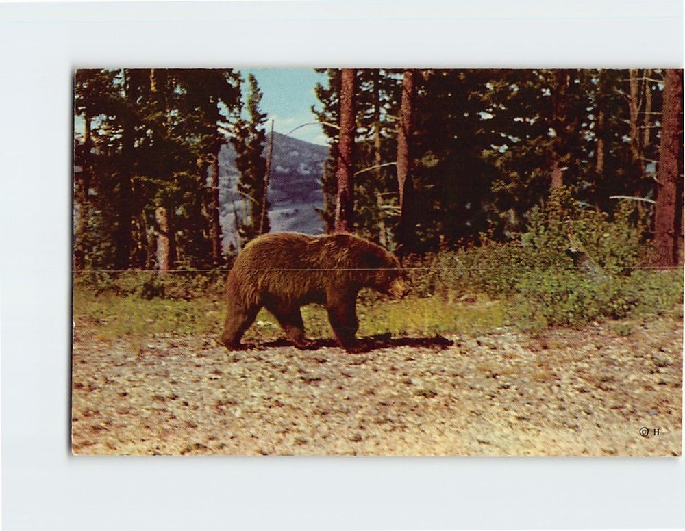 Postcard Brown Bear Yellowstone National Park USA