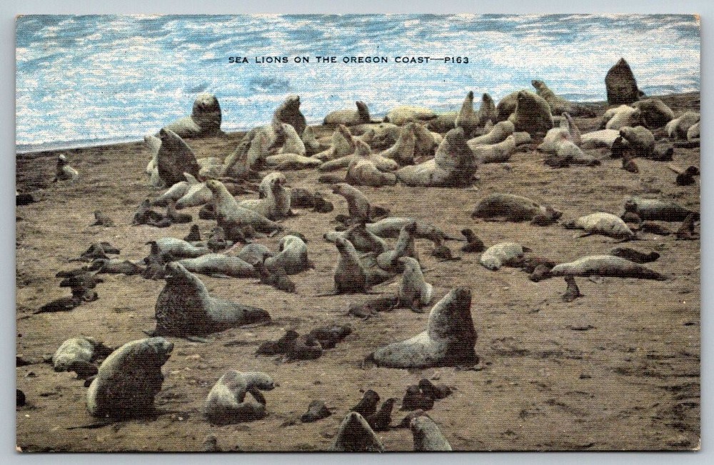 Oregon Postcard -  Sea Lions on the Coast  Postcard
