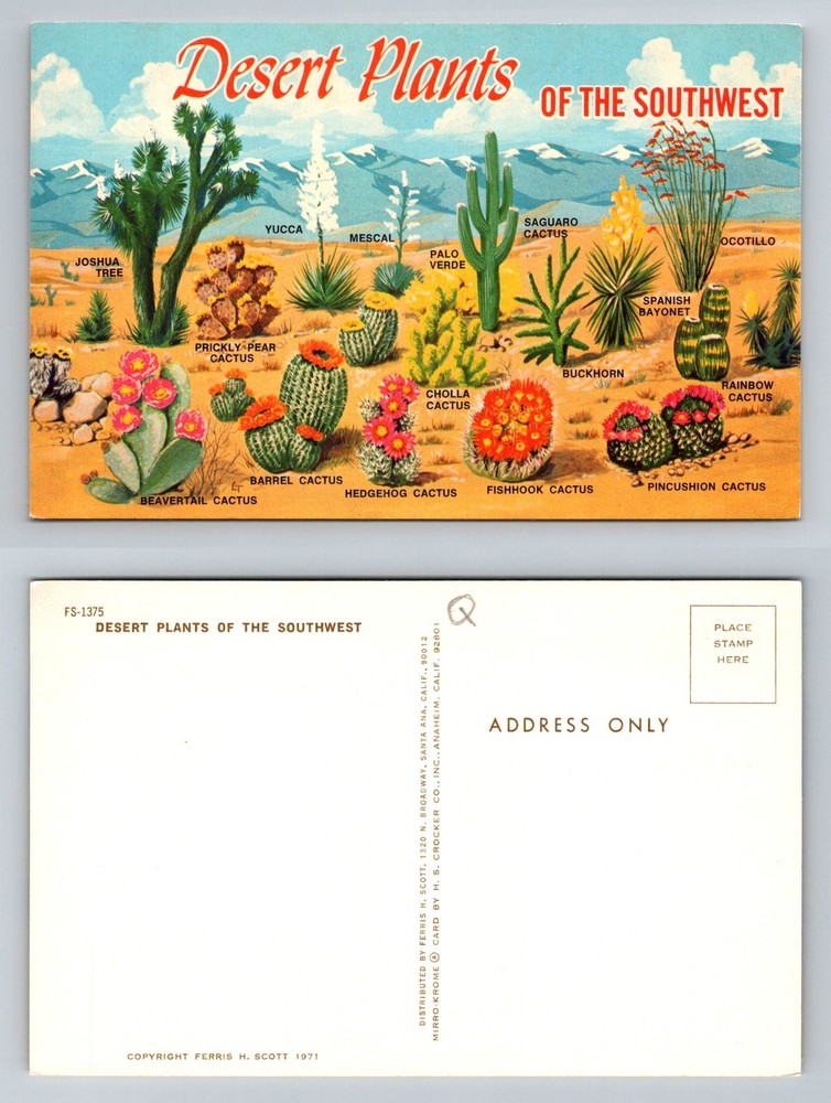 Southwest USA, Desert Plants Illustration Cactus Species Chart Vintage Postcard