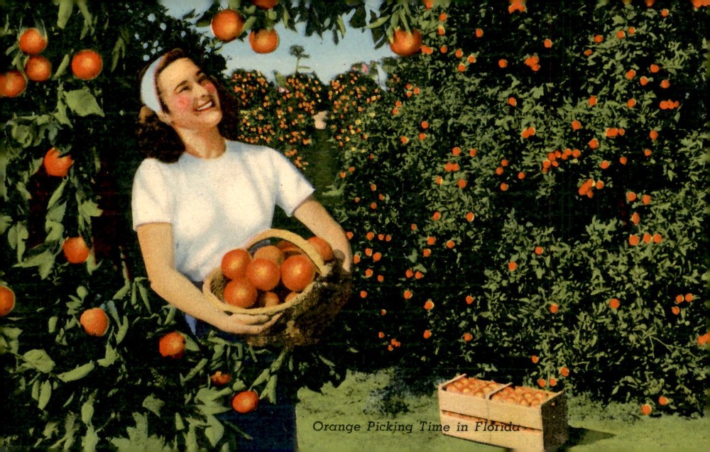 Orange Picking Time in Florida, 202-F-Tropical Florida Series Postcard