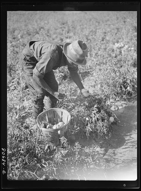 Photo:Farm Worker Harvesting Tomatoes 1930s Field Basket Produce