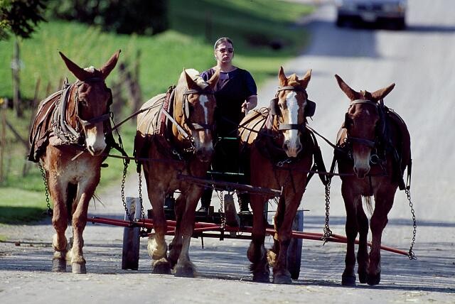 Photo:Lancaster Pennsylvania Amish 1980s Horse Drawn Buggy Team