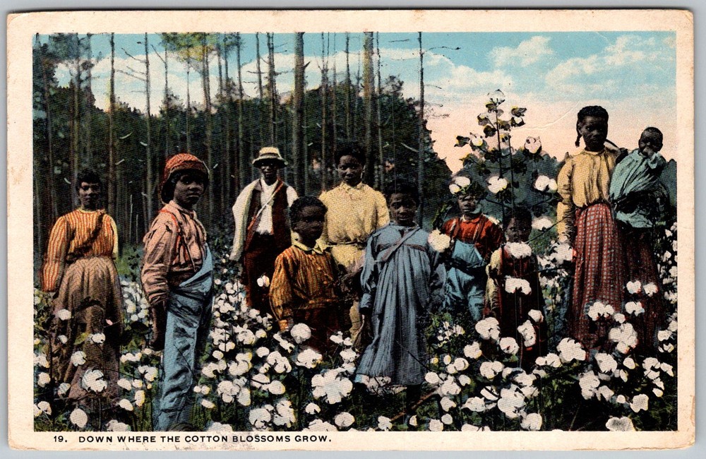 Antique Postcard Cotton Field Workers 1910s