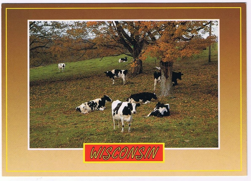 Postcard Wisconsin The Dairy State Black & White Holstein Cows