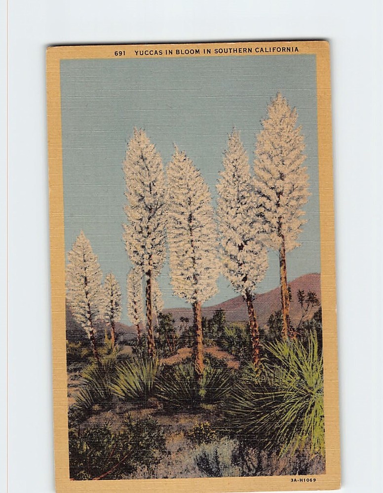Postcard Yuccas In Bloom In Southern California