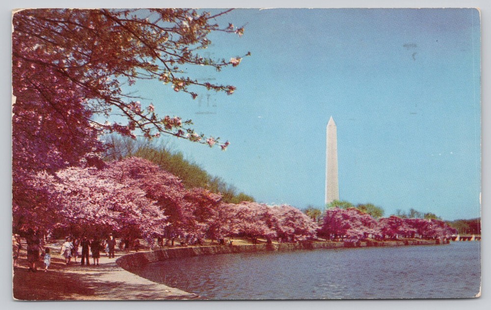 Spring Cherry Blossoms with Washington Monument Washington D.C. Vintage Postcard