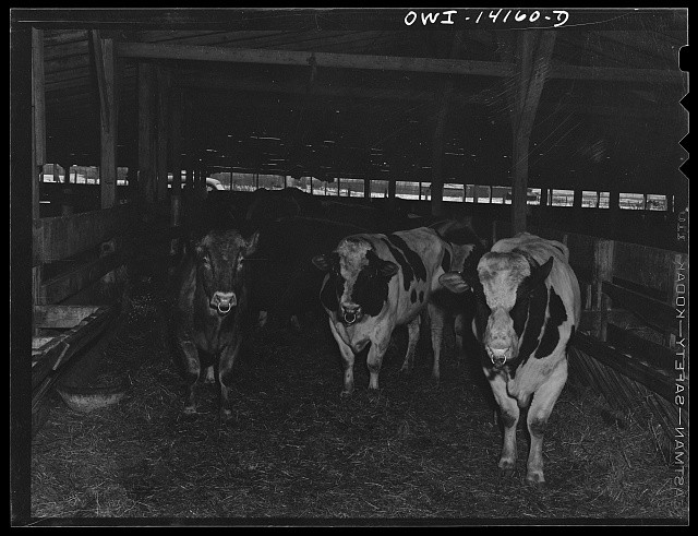 Photo:1940s Dairy Cows in Barn Barnyard Livestock Farm Photograph