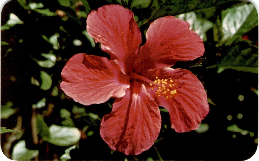 Hawaii, Max Basker & Sons, Honolulu, Malvaceae family, Aloalo Postcard