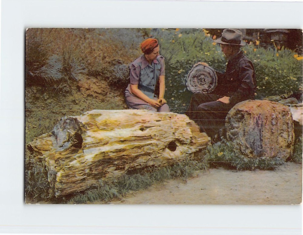 Postcard Ginkgo Petrified Forest Vantage Washington USA