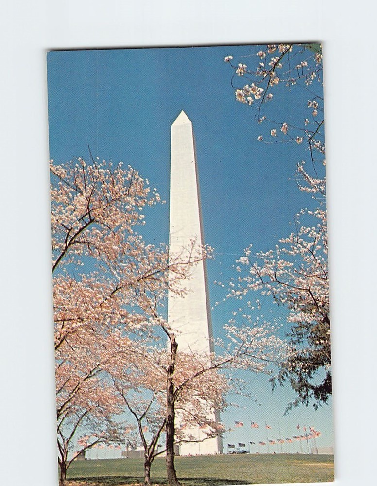 Postcard Washington Monument & Cherry Blossom Trees Washington DC USA