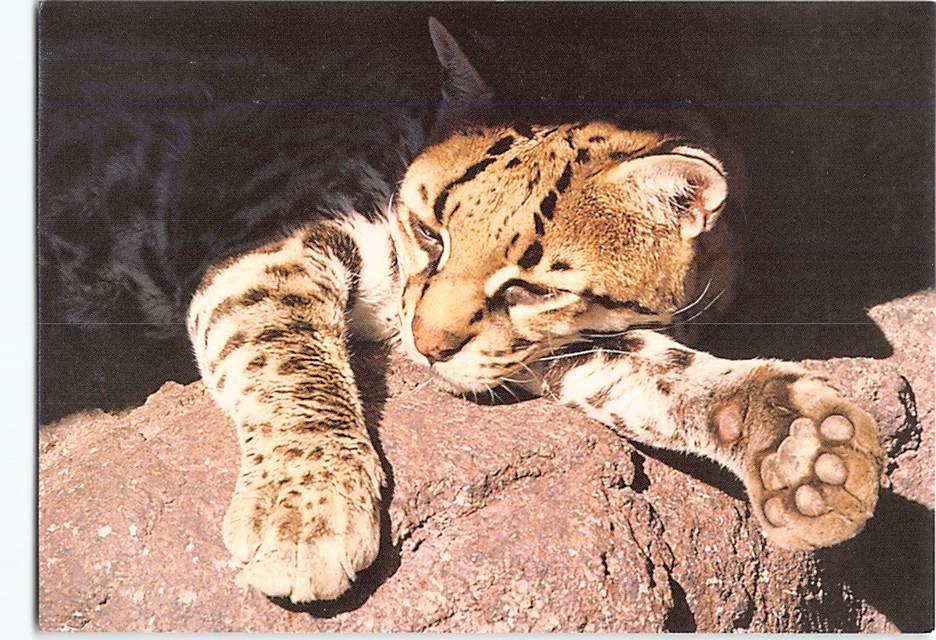 Postcard Ocelot