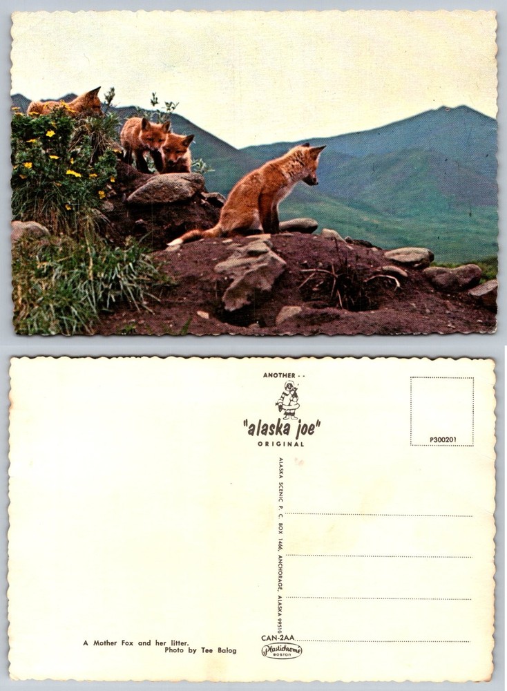 Vintage Alaska Joe Fox & Kits Plastichrome Postcard by Tee Balog