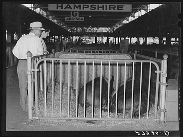 Photo:Prizewinning hogs at Iowa State Fair, Iowa, Des Moines