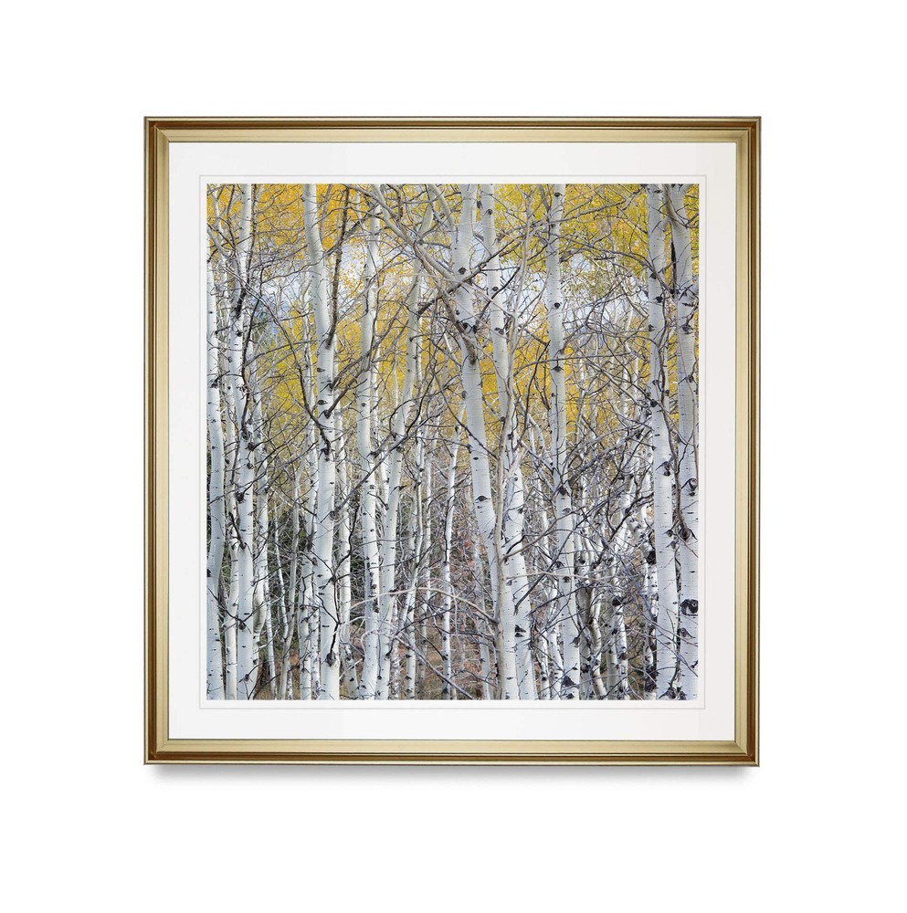Colorado Rocky Mountain Aspen Tree Pictures Golden Forest Framed Art Prints L...