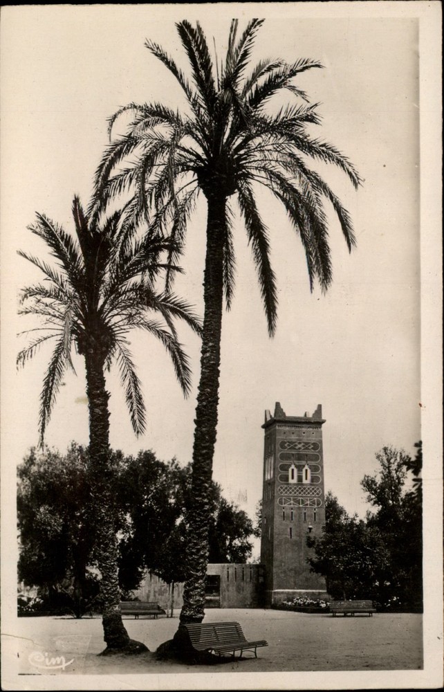 RPPC Palm Trees Djenan El Harsi Marrakech Morocco vintage postcard d936