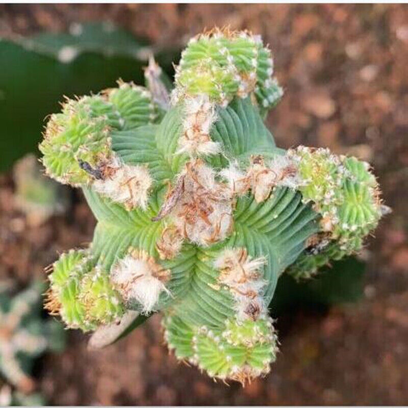 Aztekium cactus Succulent Plant home Garden beautiful Plant 4-6cm