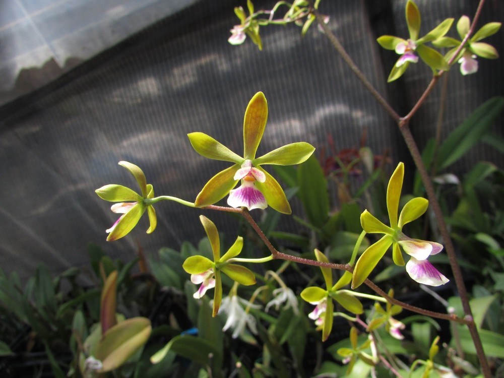 encyclia John Clark Cargill orchid cattleya in Spike !