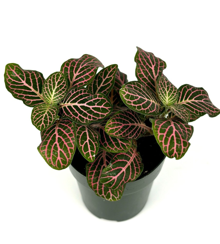 Pink Nerve Plant Fittonia Live Potted House Plants Air Purifying, 2.5