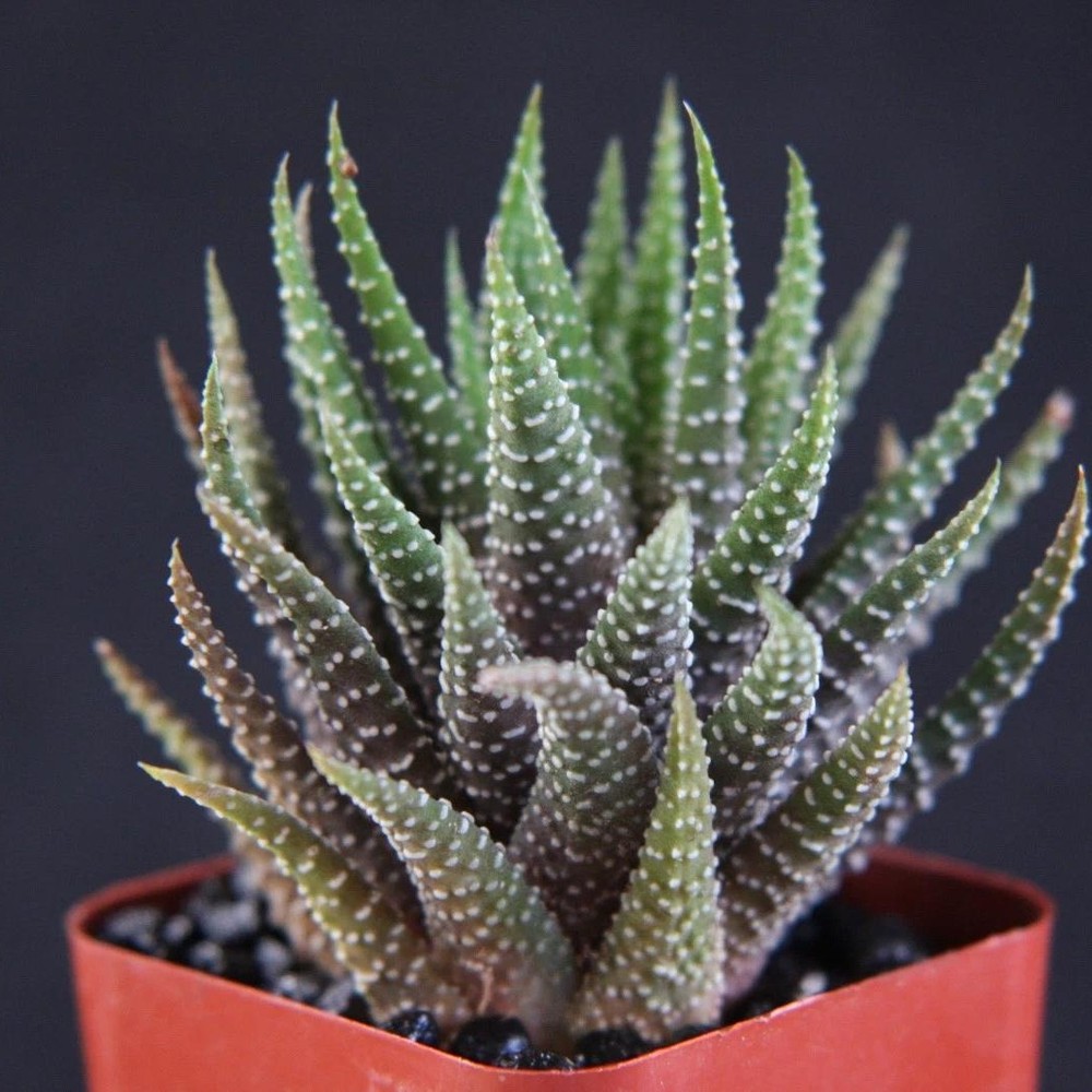 Haworthia Fasciata Attenuata Rare Succulent Plant Exotic Cactus Rare Plant