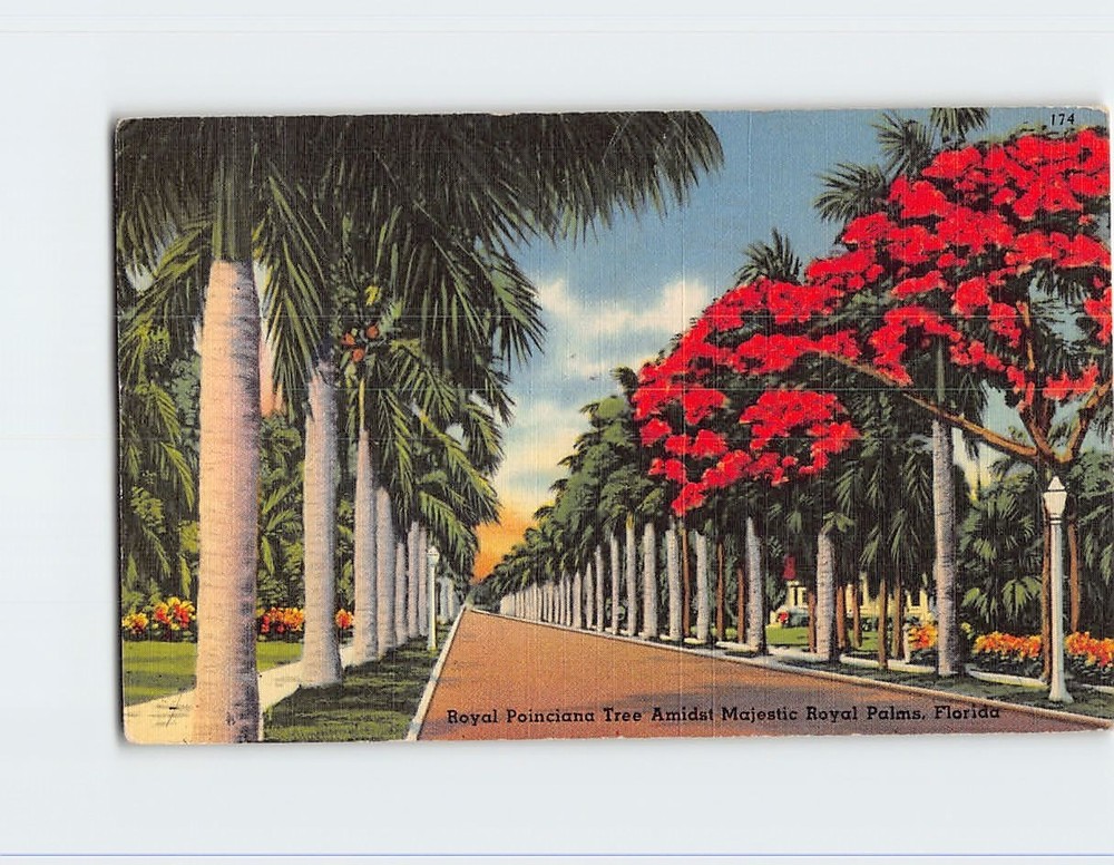 Postcard Royal Poinciana Tree & Royal Palms Florida USA
