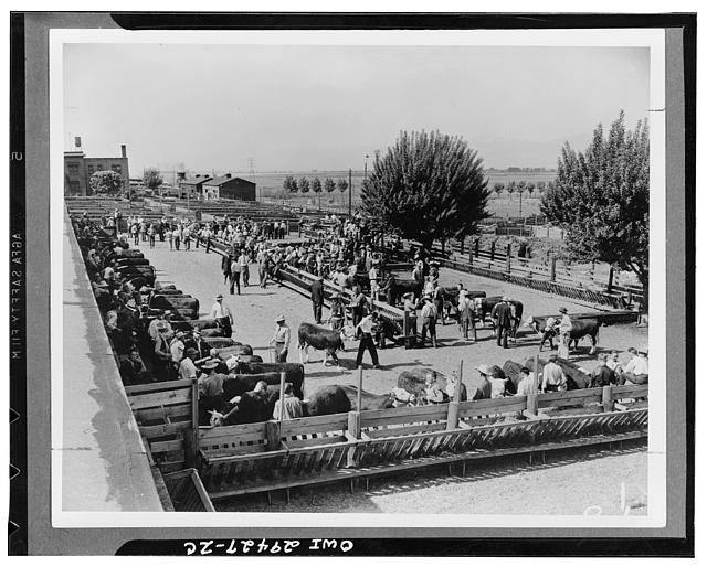 Photo:1940s Cattle Auction Livestock Market Ranchers Outdoors