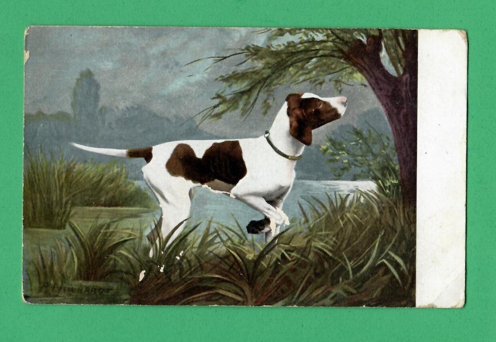 Dog Vintage Postcard 1670