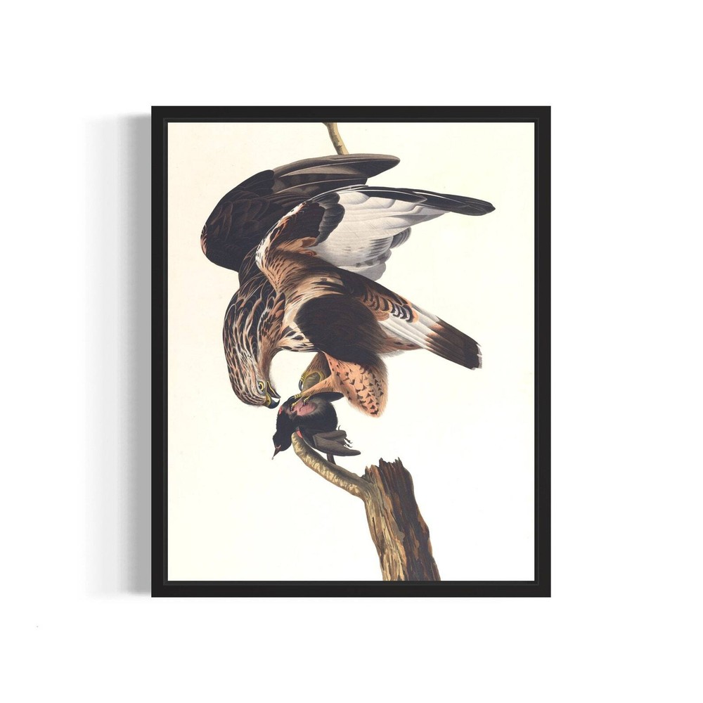 Rough Legged Falcon Poster Art Print Animal Painting Wall Art Decor