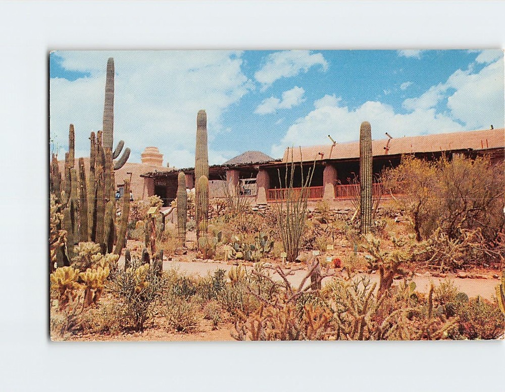 Postcard Arizona Sonora Desert Museum Tucson Arizona USA