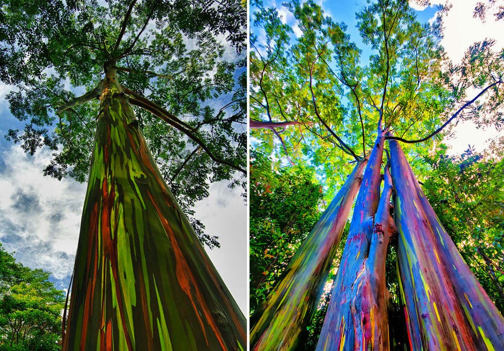 Eucalyptus deglupta, Rainbow Eucalyptus - 500 Sementes