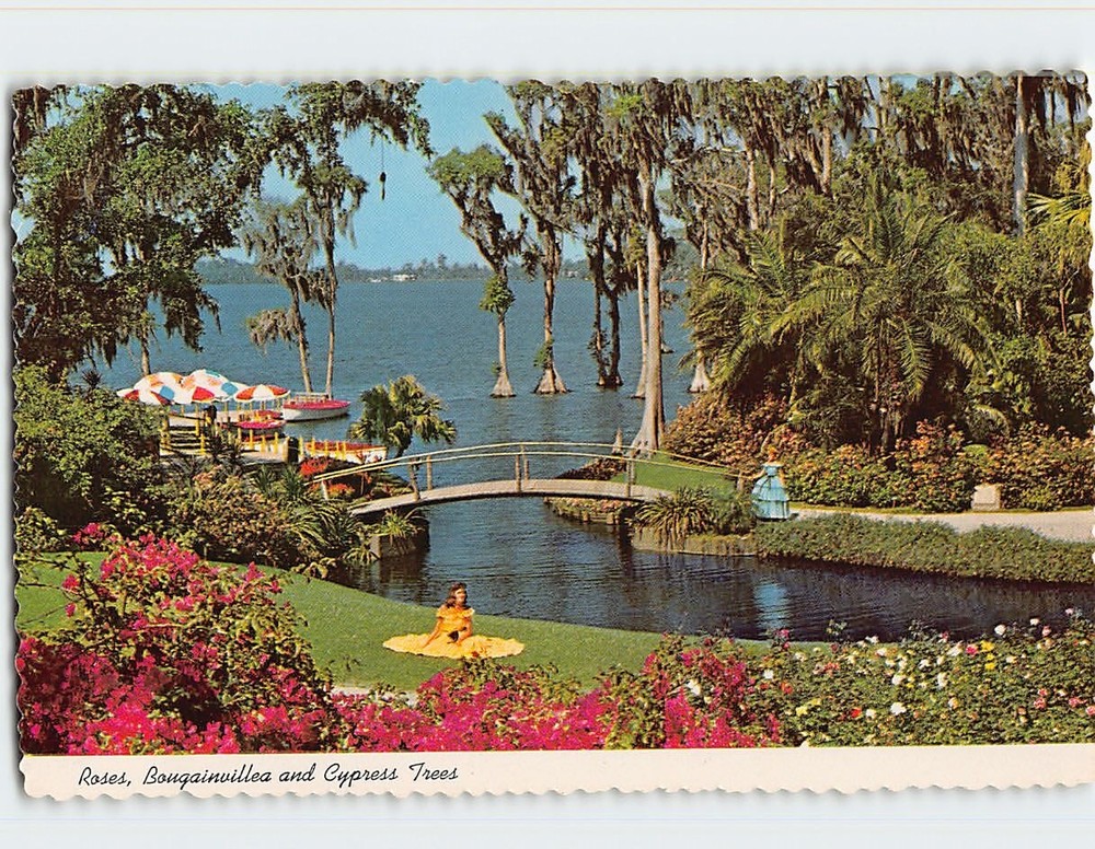 Postcard Roses Bougainvillea and Cypress Trees Cypress Gardens Florida USA