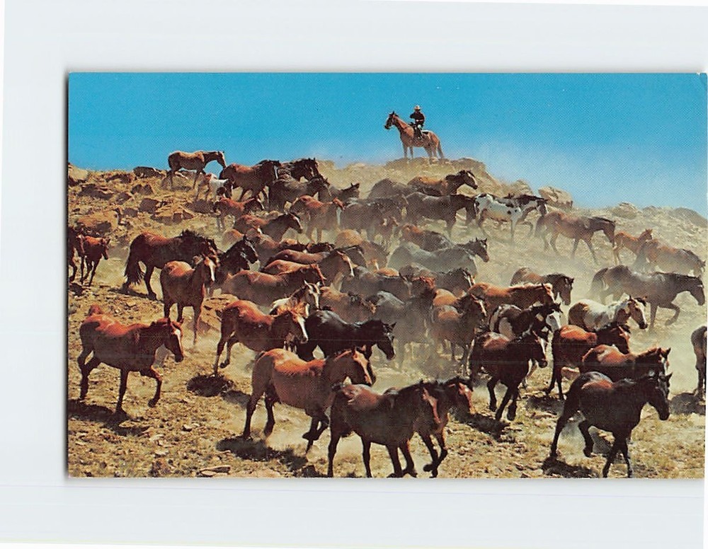 Postcard A Herd Of Horses At Roundup Time USA