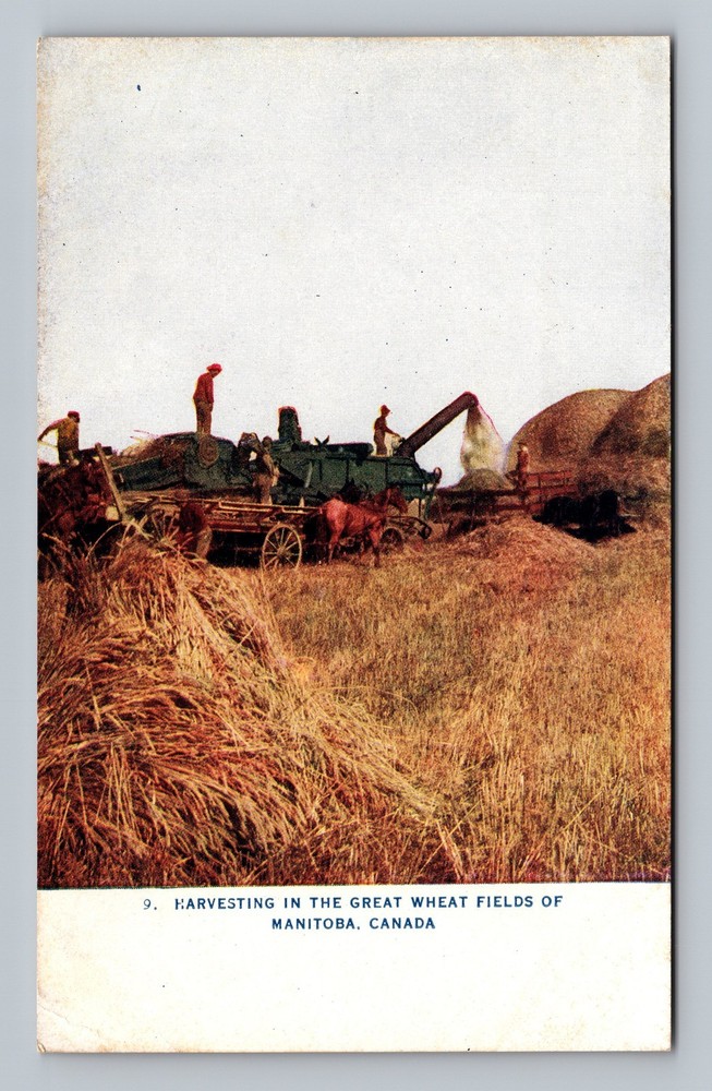 Canada Manitoba Harvesting Great Wheat Fields Old Postal Card Vintage Postcard