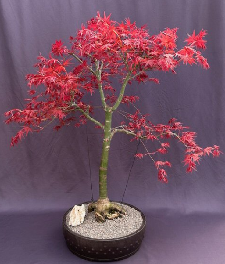 Japanese Red Maple Bonsai Tree Live Shindeshojo Outdoor Deciduous Plant 35'' H