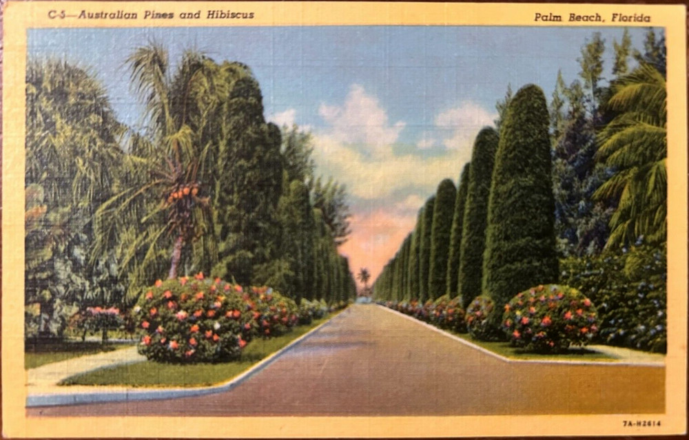 Vintage postcard: Australian Pines & Hibiscus at Palm Beach FL, unposted, ex con