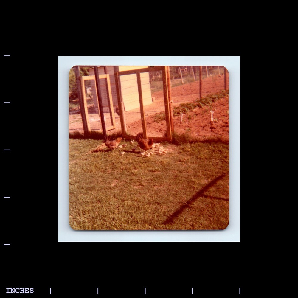 Square Color Photo CHICKENS IN YARD WEATHERFORD TEXAS 1975