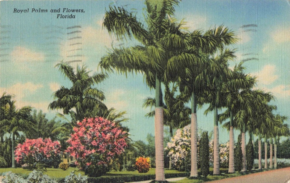 Delray Beach FL Florida, Royal Palm Trees & Flowers, Vintage Postcard