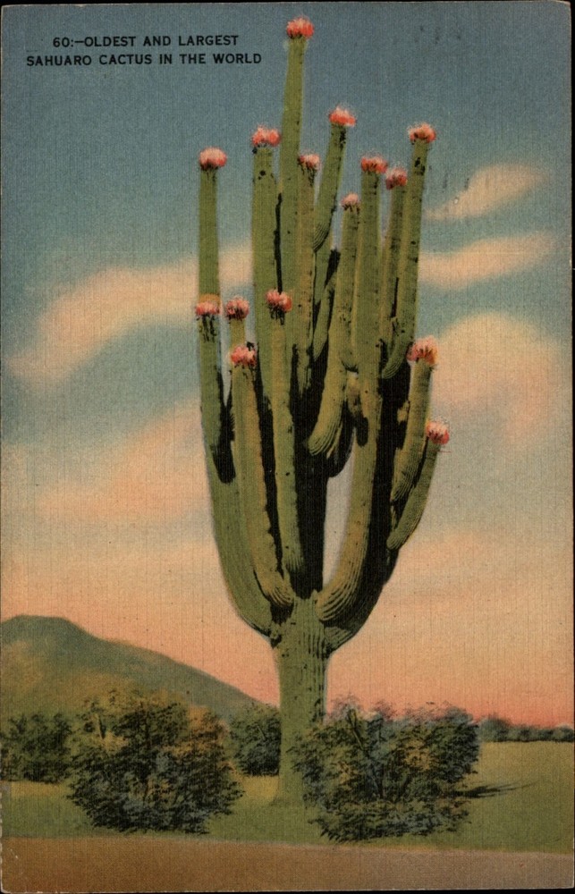 Saguaro Cactus Papago Park Arizona vintage postcard u953