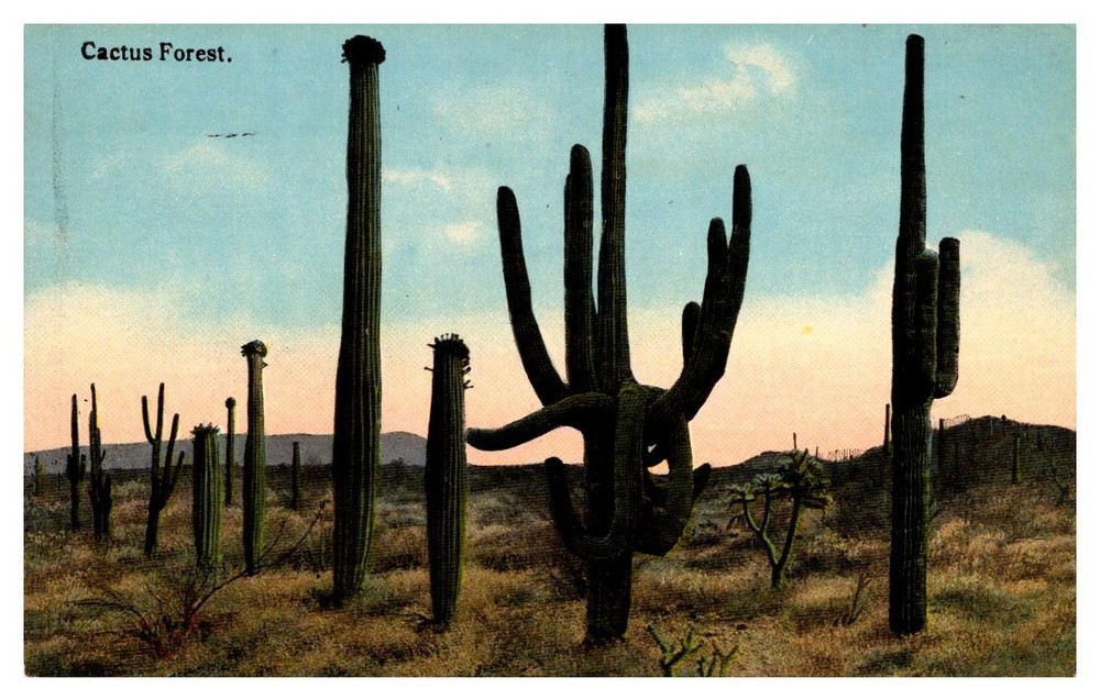 c1910 A Cactus Forest In The Desert Of Western America Vintage Postcard
