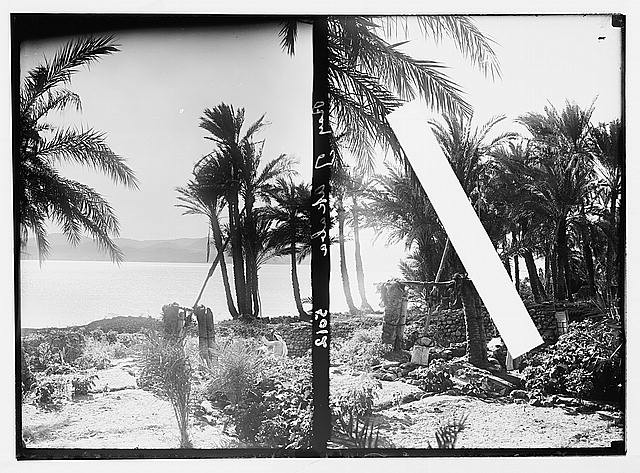Photo:Akaba Gulf of Akaba Egypt 1934 Sha'aduf Palm Garden Irrigation