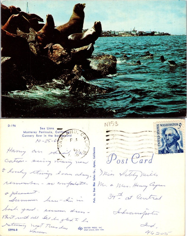 Sea Lions at Cannery Row Monterey Peninsula California CA Postcard