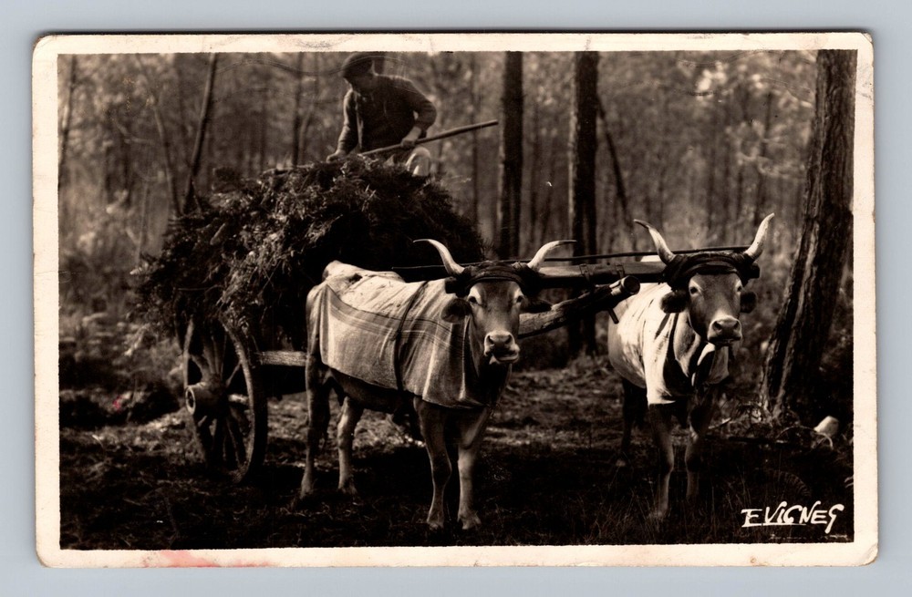 France- Gascon Team Of Working Oxen Standard Post Old Card View Vintage Postcard