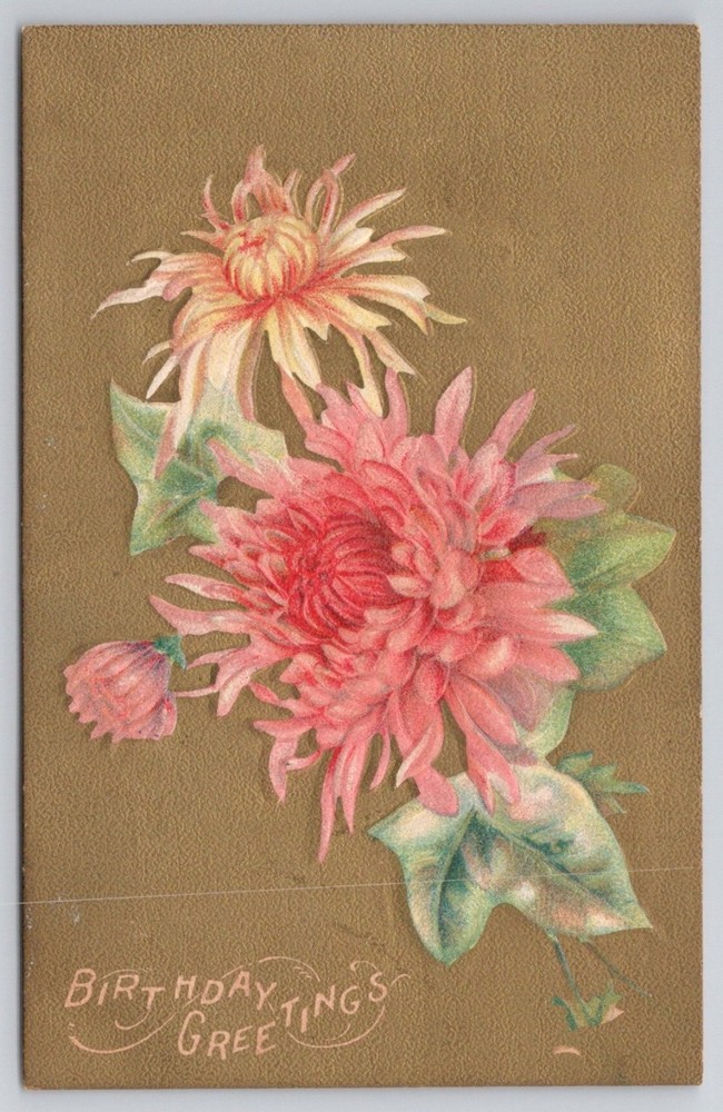 1898 Birthday Greetings Embossed Chrysanthemum Postcard Easton PA