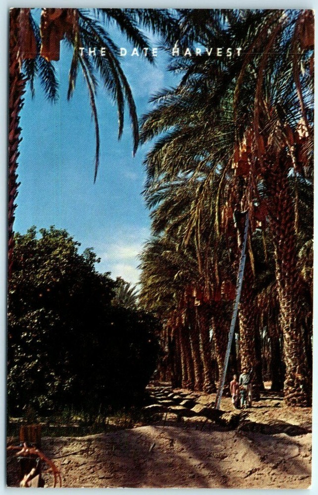 Postcard - The Date Harvest - Indio, California